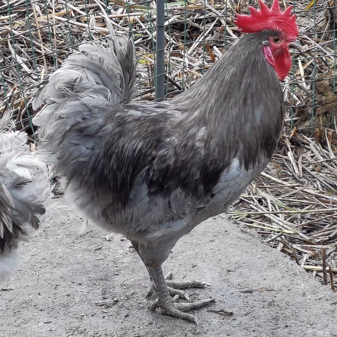 瓦灰鸡和五黑鸡哪个好？哪个更受欢迎？