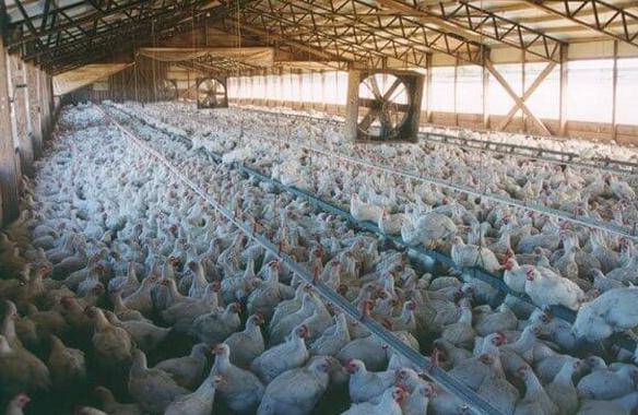 每年约70亿只小鸡刚出生就被丢进绞肉机做成宠粮为啥这么做？