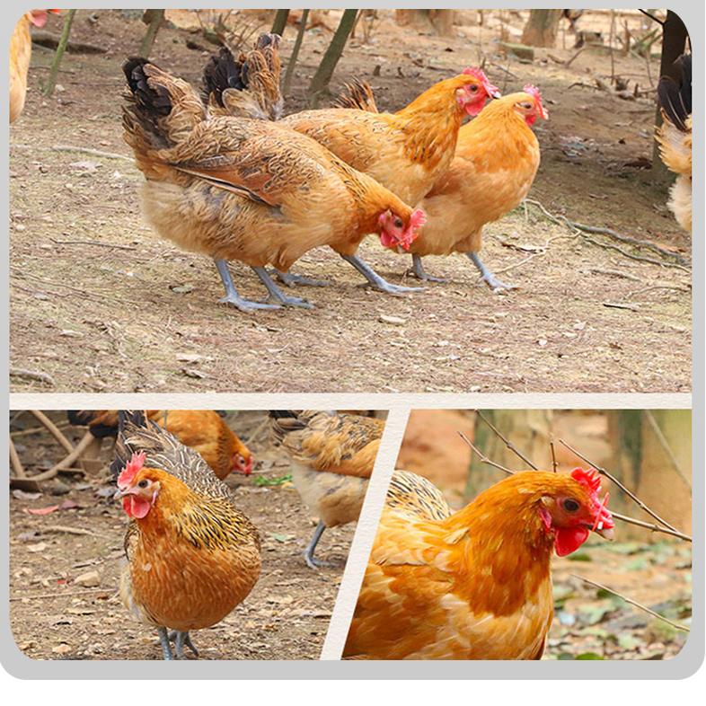 “中国藏鸡之乡”的藏族创业青年：爱一行、钻一行